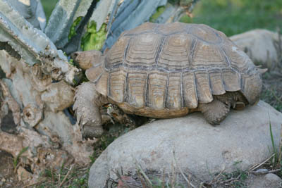 secada tortoise