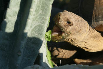 Sulcata tortoise eating Cereus cactus