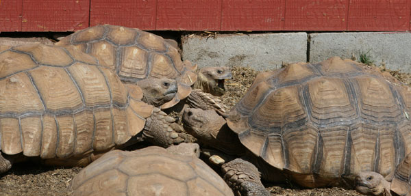 Sulcata tortoises communicating