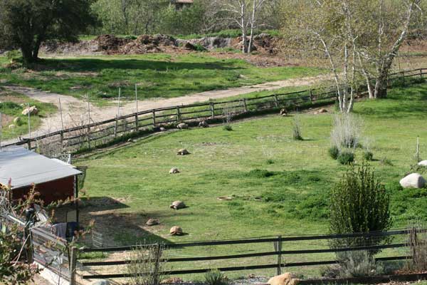 Sulcata tortoise enclosure