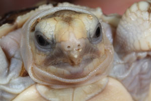 Sulcata hatchling with caruncle (egg tooth)
