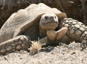 Tortoise emerging from a burrow