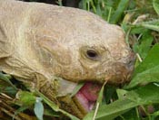 Grazing sulcata tortoise