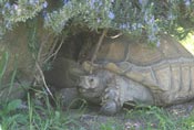 Tortoise resting in the shade