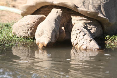 Sulcata tortoise drinking from a pool