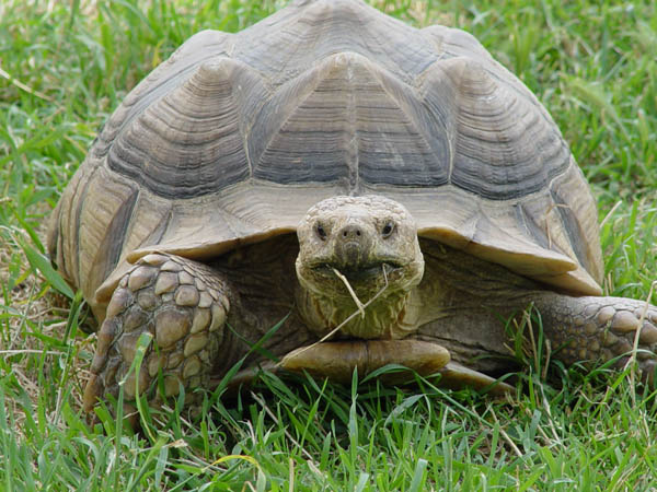 Sulcata tortoise grazing